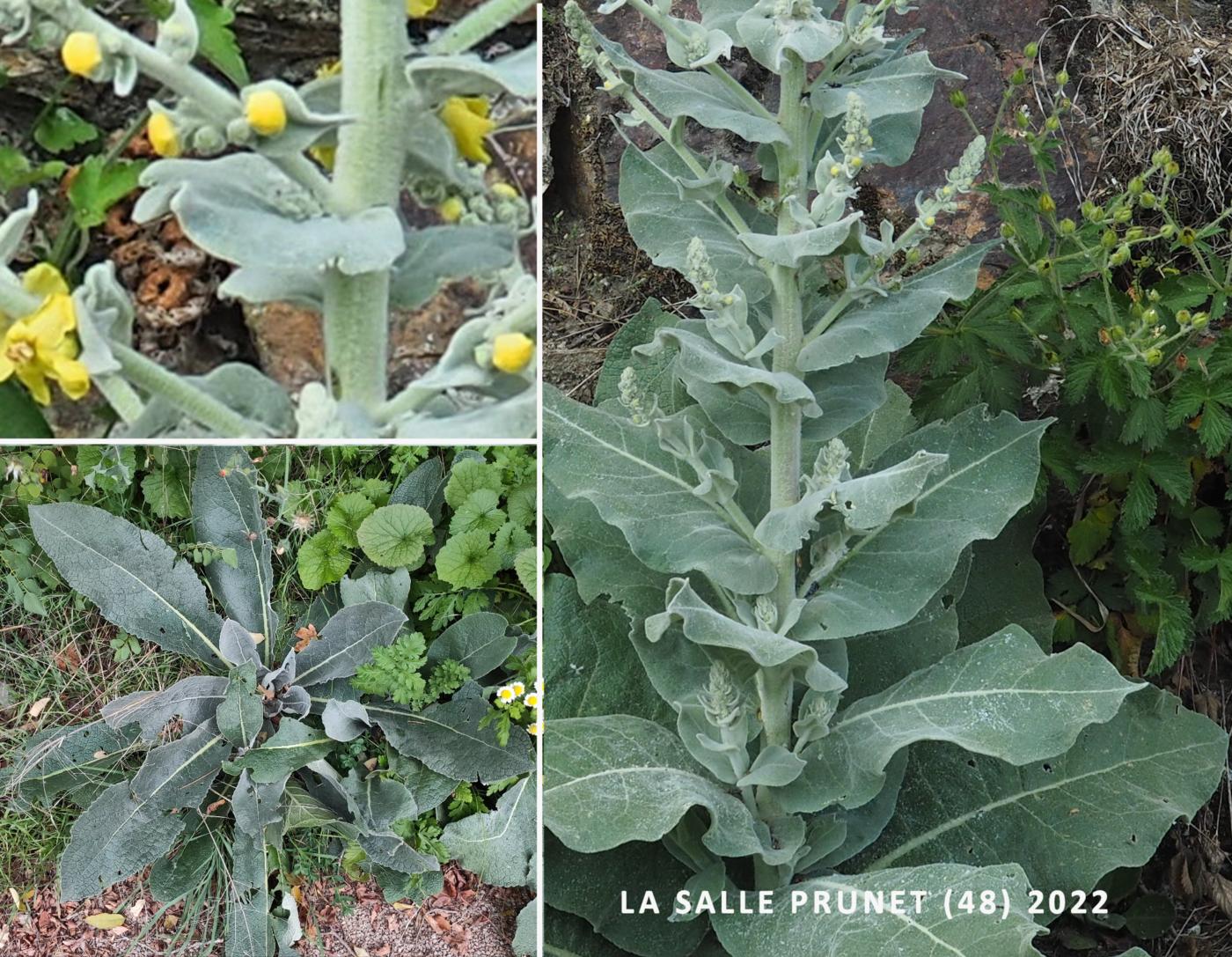 Mullein, Hoary leaf